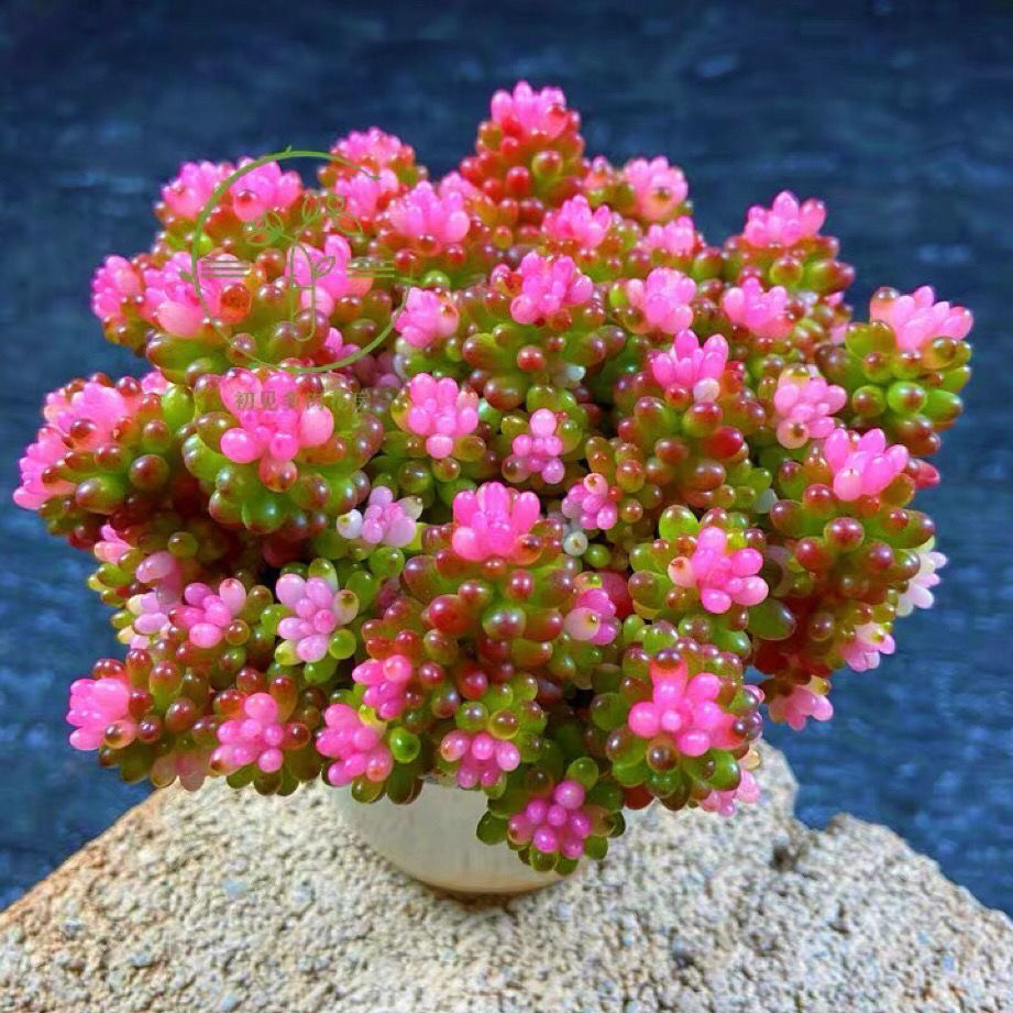 彩色红浆果多肉植物七彩龙珠老桩多头虹之玉锦室内阳台办公室盆栽