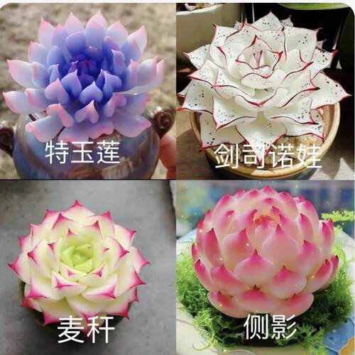 多肉套餐特玉莲女王麦秆剑司诺娃水蜜桃侧影净化空气室内桌面盆栽