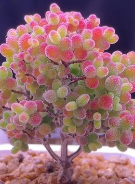 蜜橘糖球冰晶钻石米粒枝干番杏办公室盆栽阳台好养蜜橘糖球多肉