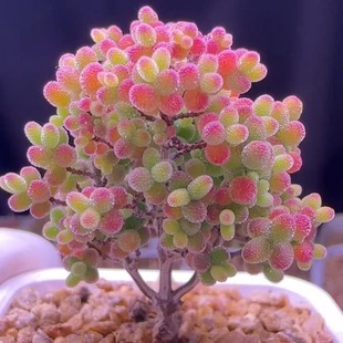 蜜橘糖球冰晶钻石米粒枝干番杏办公室盆栽阳台好养蜜橘糖球多肉