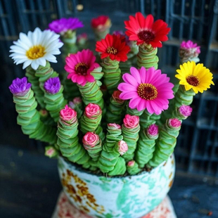 新品花卉钱串桌面小盆栽招财多肉植物钱多多办公室内外阳台好养活