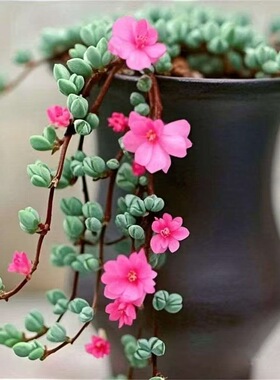 碧玉莲室内多肉盆栽开花多肉植物群生多头好养适合办公室阳台盆栽