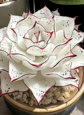 多肉套餐蓝色极光白冰玉女王麦秆水蜜桃侧影净化空气室内桌面盆栽