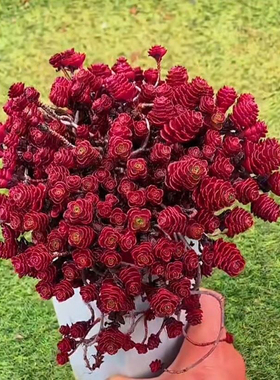 红色小球玫瑰盆栽花多头长藤老桩室内办公室多肉净化空气好帮手