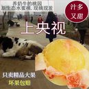 时令水果新鲜白凤水蜜桃 徐州新沂水蜜桃子新鲜水果现摘现发当季