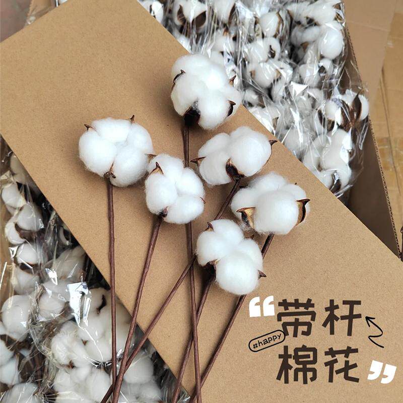 ins棉花头带杆干花插花
