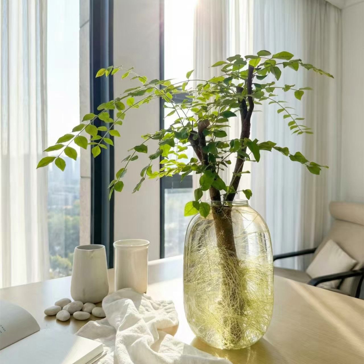 小叶女贞老桩水培绿植丁香四季可养室内好养懒人植物办公室桌面