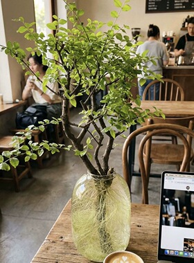 小叶女贞水培好养绿植丁香四季可养室内办公室桌面懒人植物造型树
