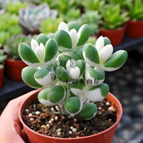 鹿角白锦群生多头盆栽花卉