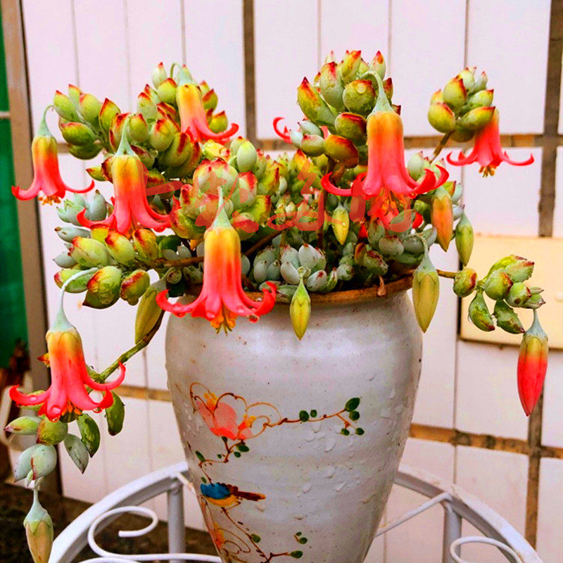 达摩福娘多肉带香味开花型即将开花阳台庭院精品绿植花卉七彩多肉