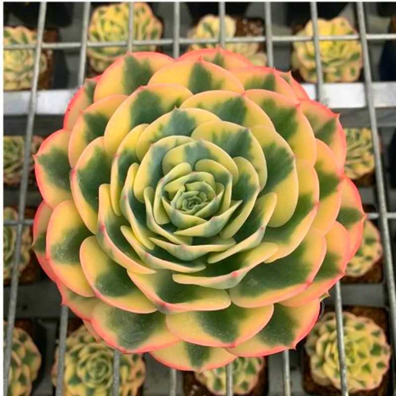 玉蝶锦多肉植物 稀少贵货带盆栽好易服盆好养殖推荐款防辐射花卉