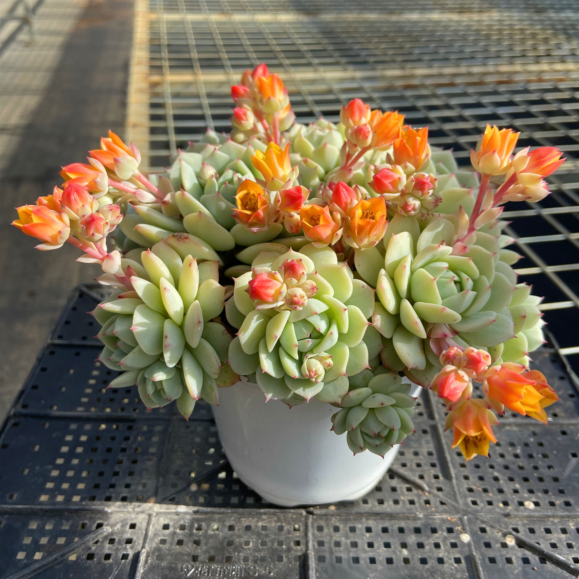 多肉植物静夜群 趣味春季防辐射庭院吸甲醛阳台易养护精品盆栽