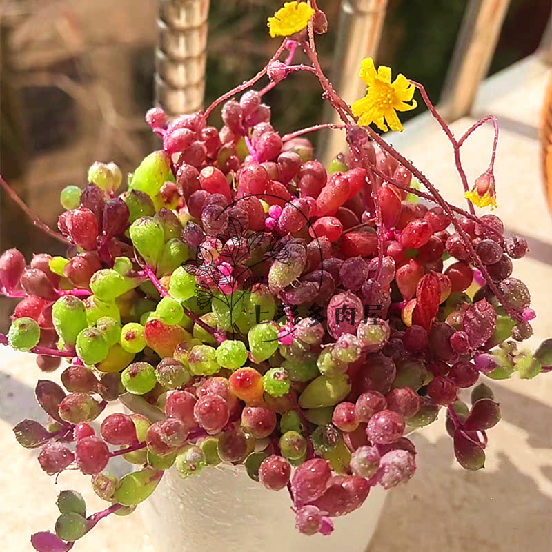 紫玄月多肉开花型紫色阳台好养图片