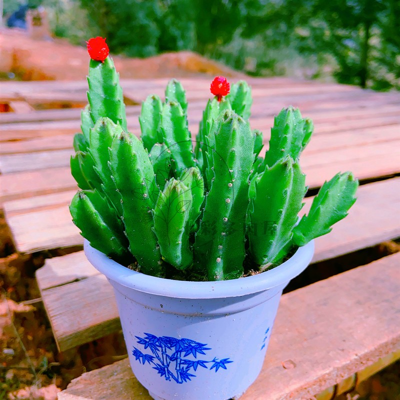 多株龙王角 多肉植物盆栽无刺的仙人柱 防辐射植物美观好养易摆放