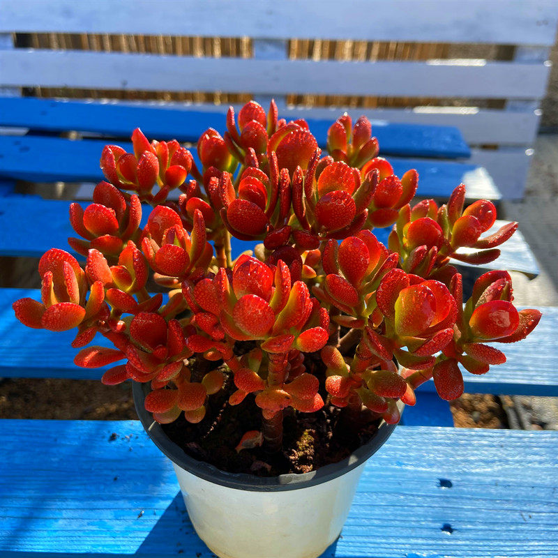 姬红花月多肉植物 带盆栽好新手好养桌面阳台精品盆栽防辐射花卉