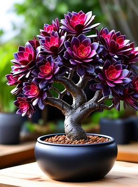 多肉植物 红酒法师老桩手捧花群非常漂亮办公室阳台花卉绿植盆栽