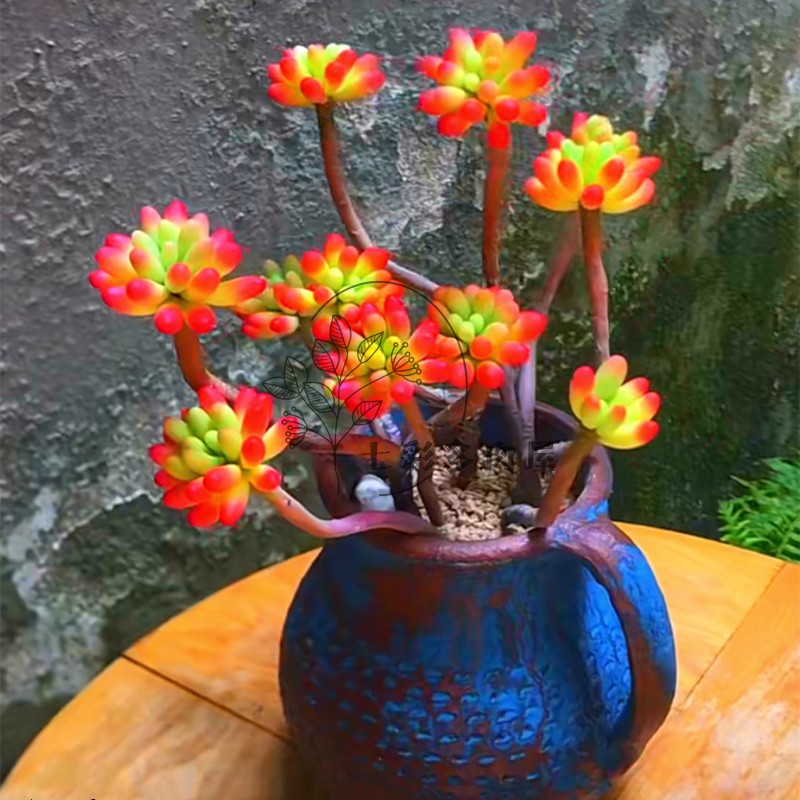 虹之玉锦多肉 多头多株苗组合盆栽防卉绿植红色系七彩多肉