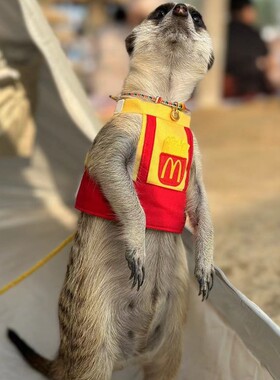 【M红色胸背牵引衣服】狐獴丁满龙猫土拨鼠松貂豚鼠花枝鼠臭鼬等