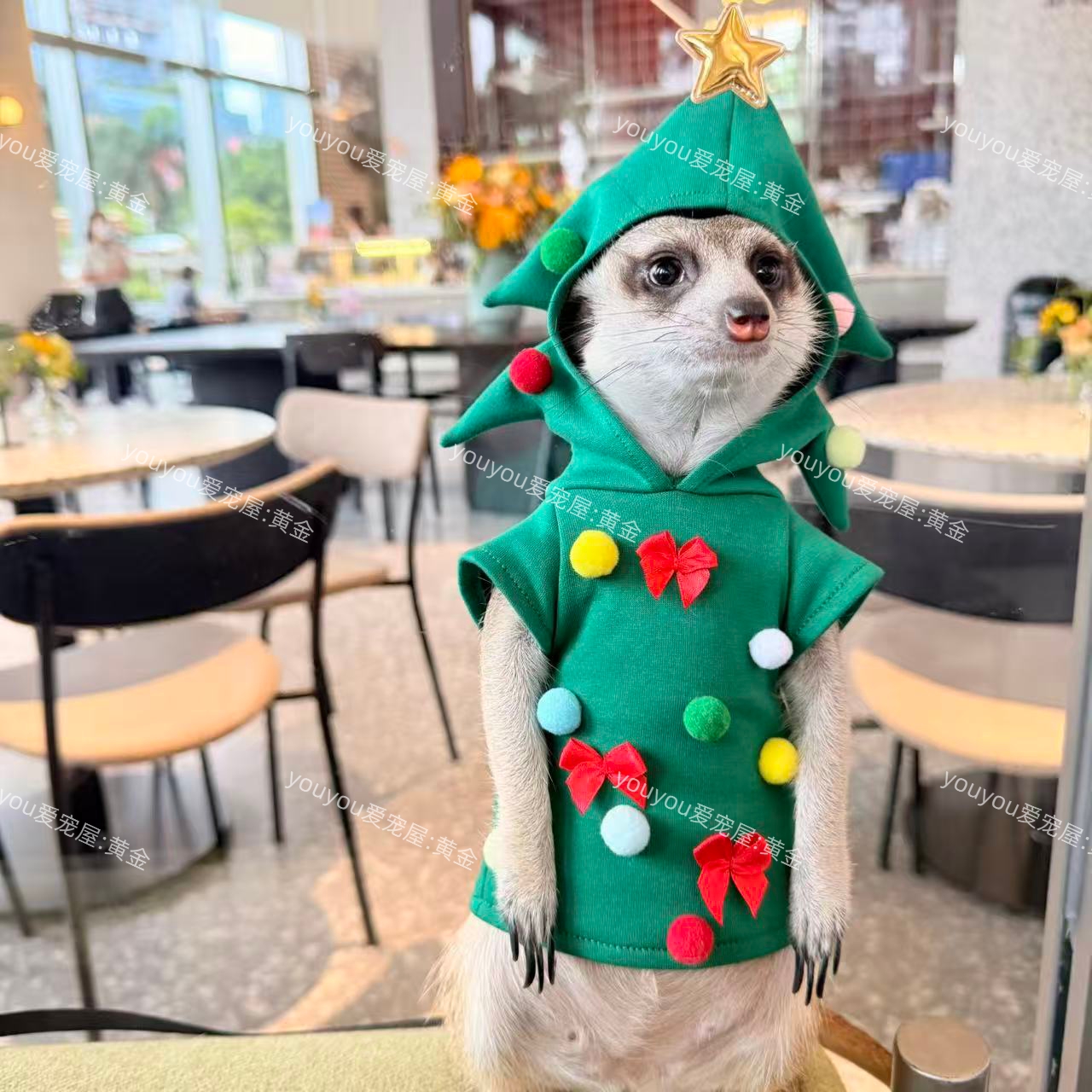 新款圣诞衣服狐獴衣服黑尾土拨鼠丁满貂荷兰猪松鼠臭鼬小宠小衣服