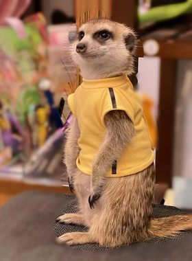 李小龙黄色黑条卫衣龙猫松鼠土拨鼠貂狐獴均码可定制youyou爱宠屋