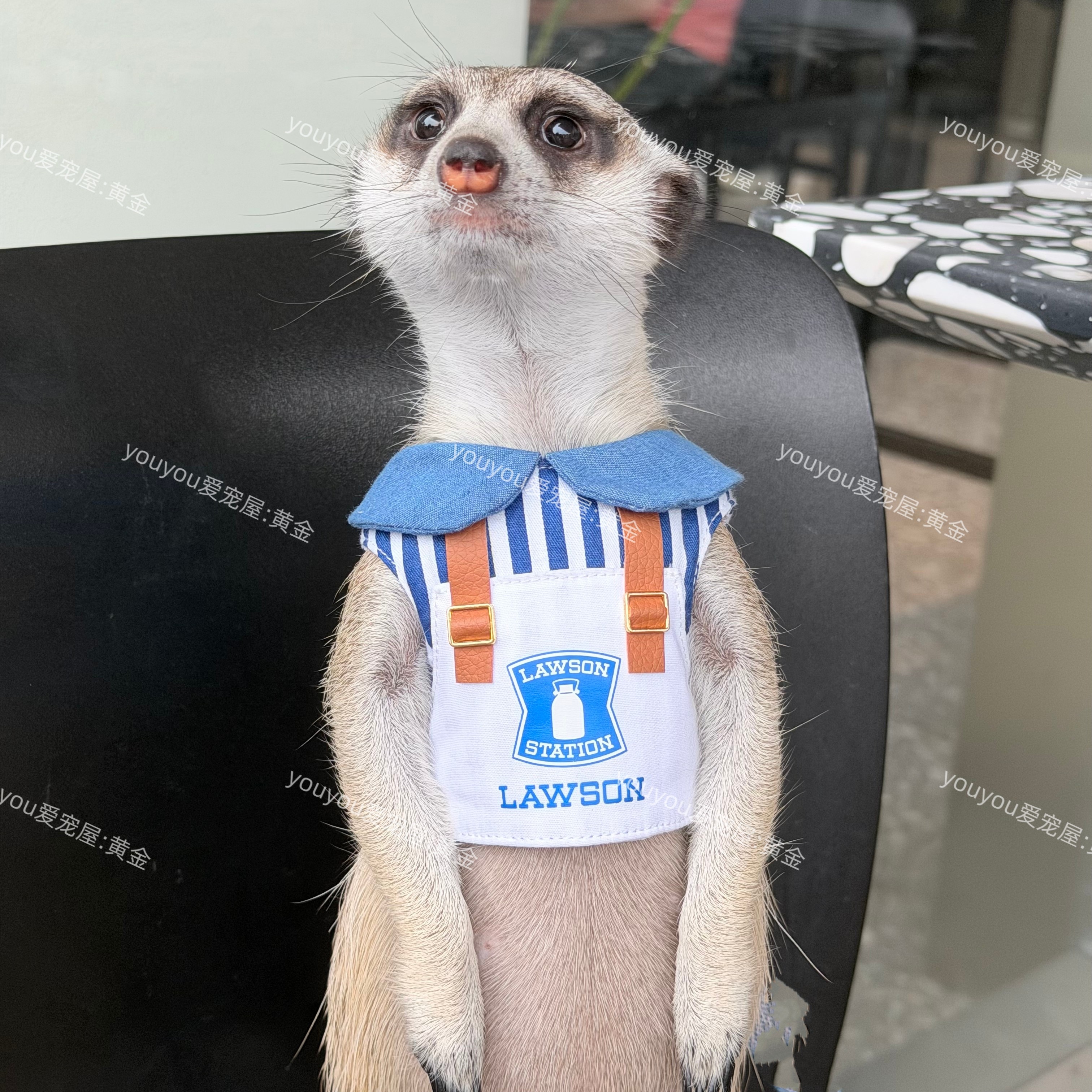 【牵引胸背衣服】狐獴衣服黑尾土拨鼠丁满貂松鼠兔子龙猫小宠衣服