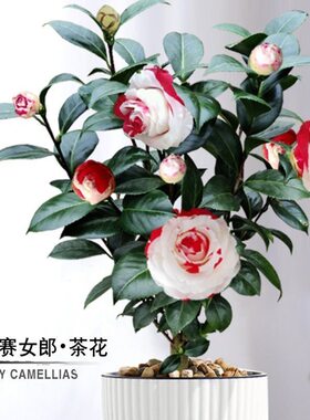茶花吉普赛福建女郎山茶花耐寒室内盆栽花卉阳台稀有庭院重瓣