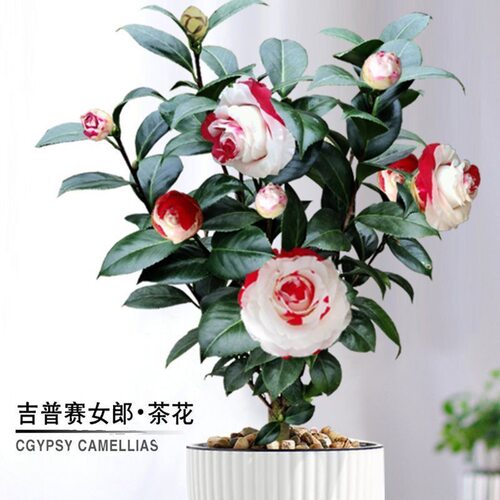 茶花吉普赛福建女郎山茶花耐寒室内盆栽花卉阳台稀有庭院重瓣