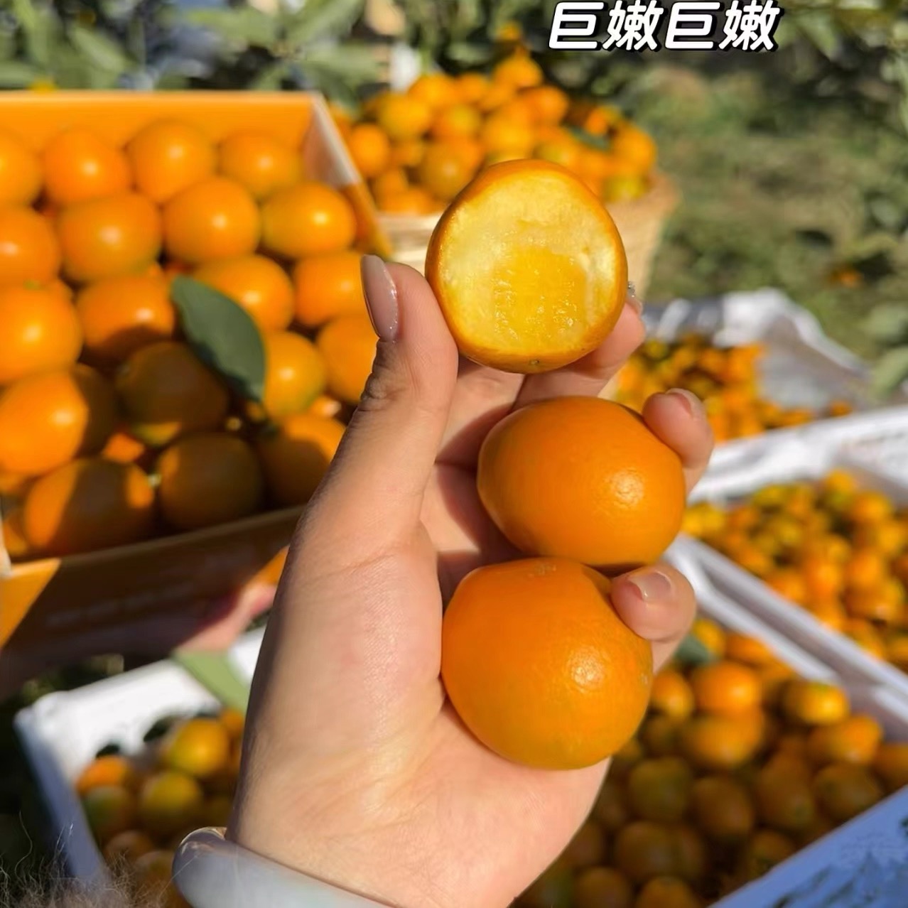 顺丰快递正宗广西融安脆蜜金柑第三代金桔脆甜礼盒应季水果新鲜