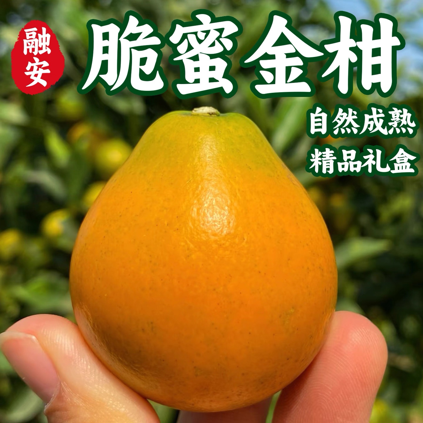 【顺丰快递礼盒】正宗广西融安脆蜜金柑第三代金桔应季水果新鲜
