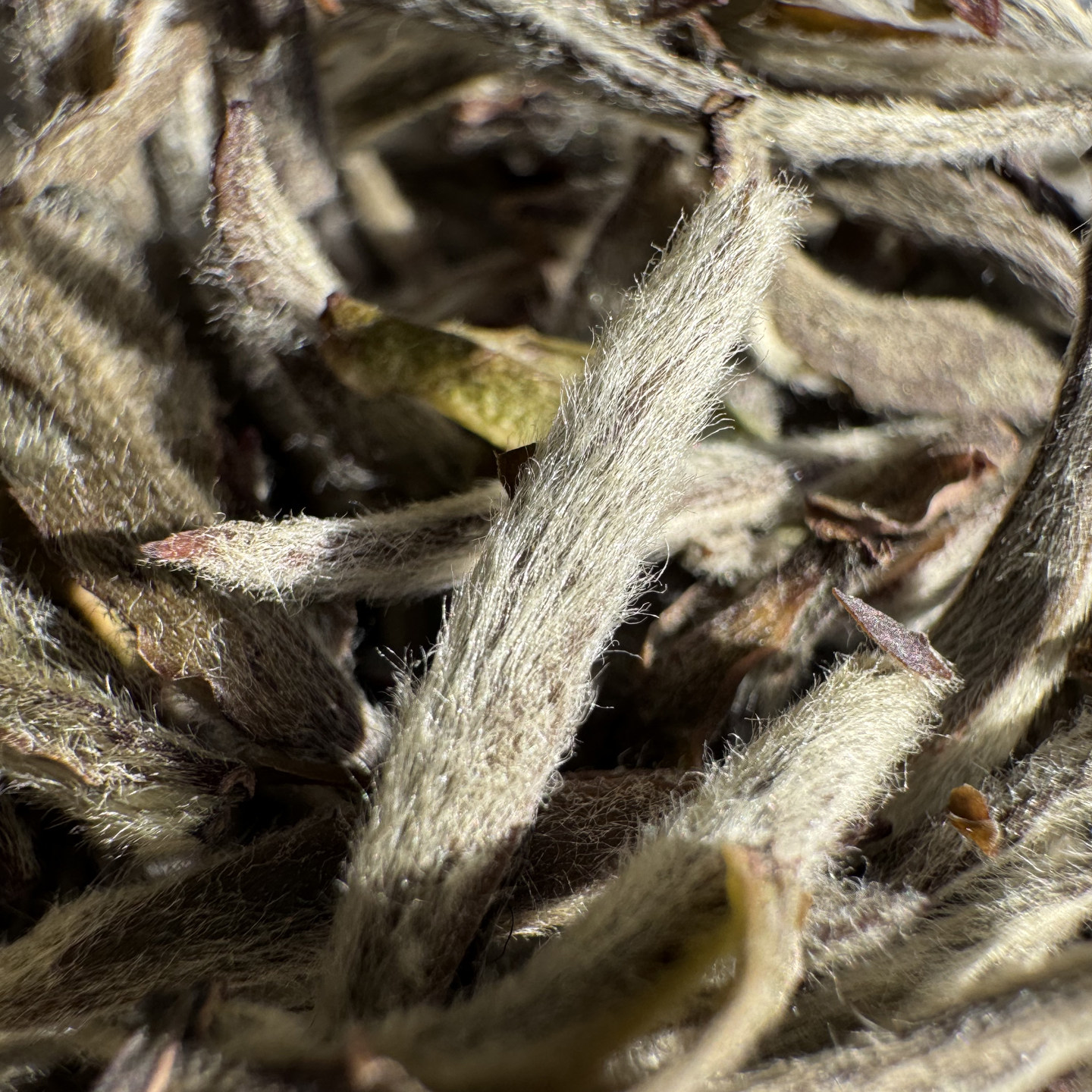 福鼎白茶2019年老白毫银针 毫香蜜韵甜润核心产区磻溪镇 小陈推荐