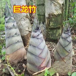 【巨龙竹】大型巨龙竹种子苗楠竹笋苗四季家庭阳台蔬菜种子F