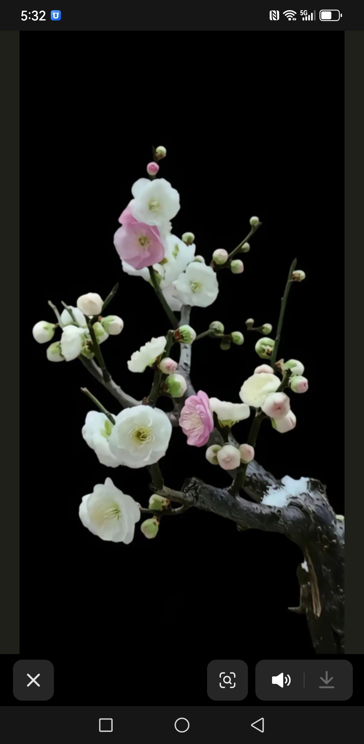 重瓣跳枝梅盆栽带花苞跳支梅树苗梅花中最香的梅庭院阳台花卉植物