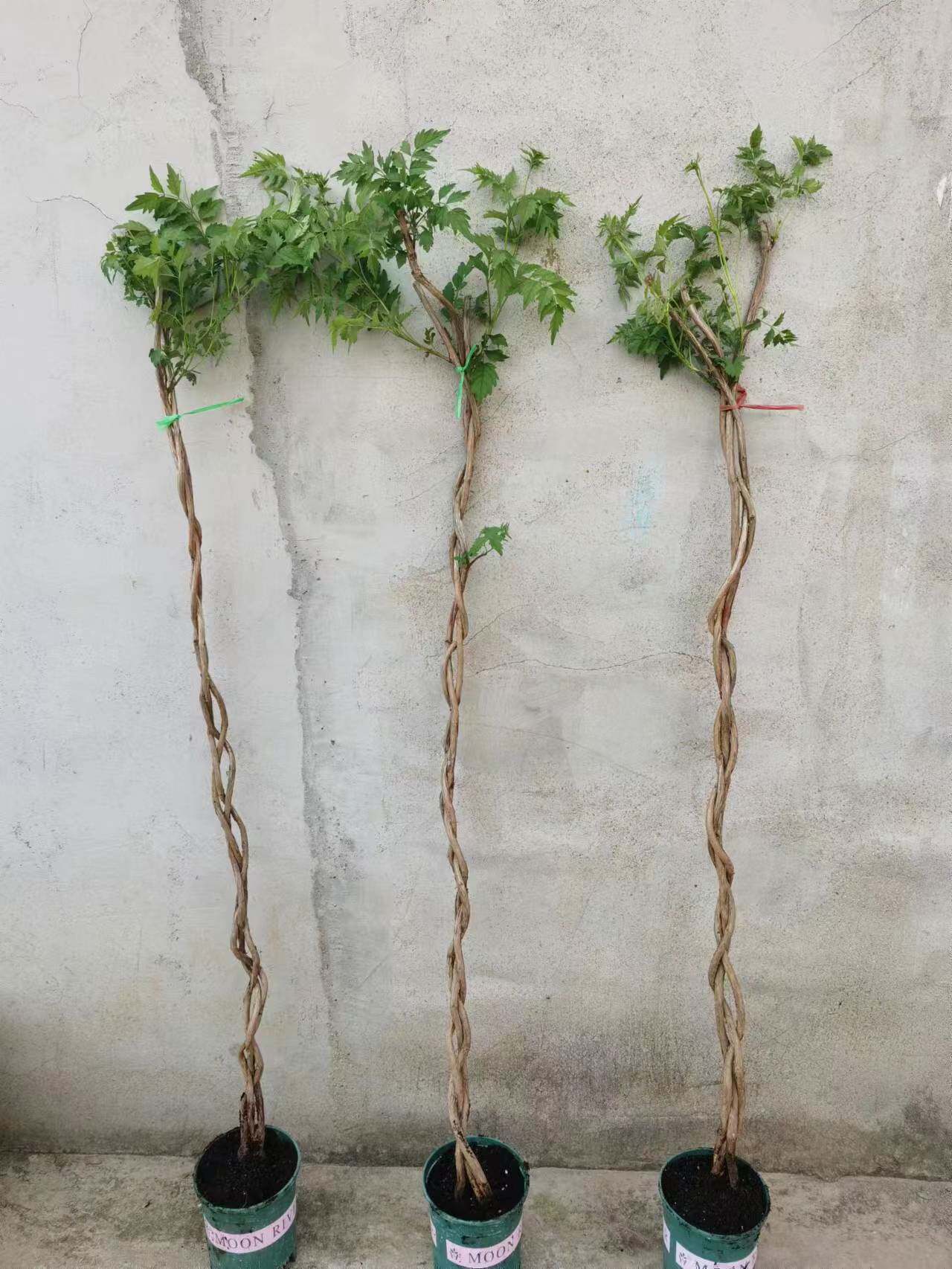 辫子凌霄花耐寒植物花卉庭院栽种