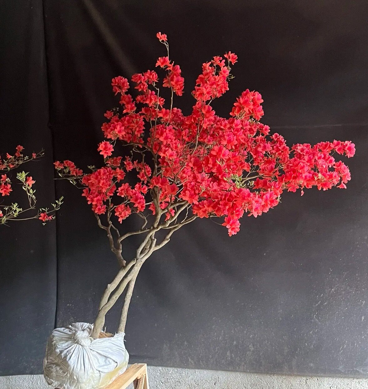 映山红树苗杜鹃当年开花苗南方北方种植抗寒抗冻映山红苗盆栽地栽