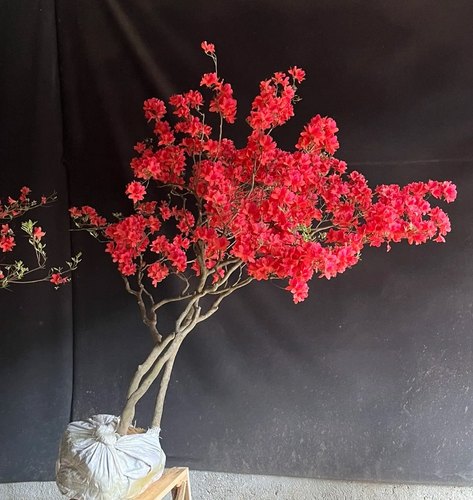 映山红树苗杜鹃当年开花苗南方北方种植抗寒抗冻映山红苗盆栽地栽