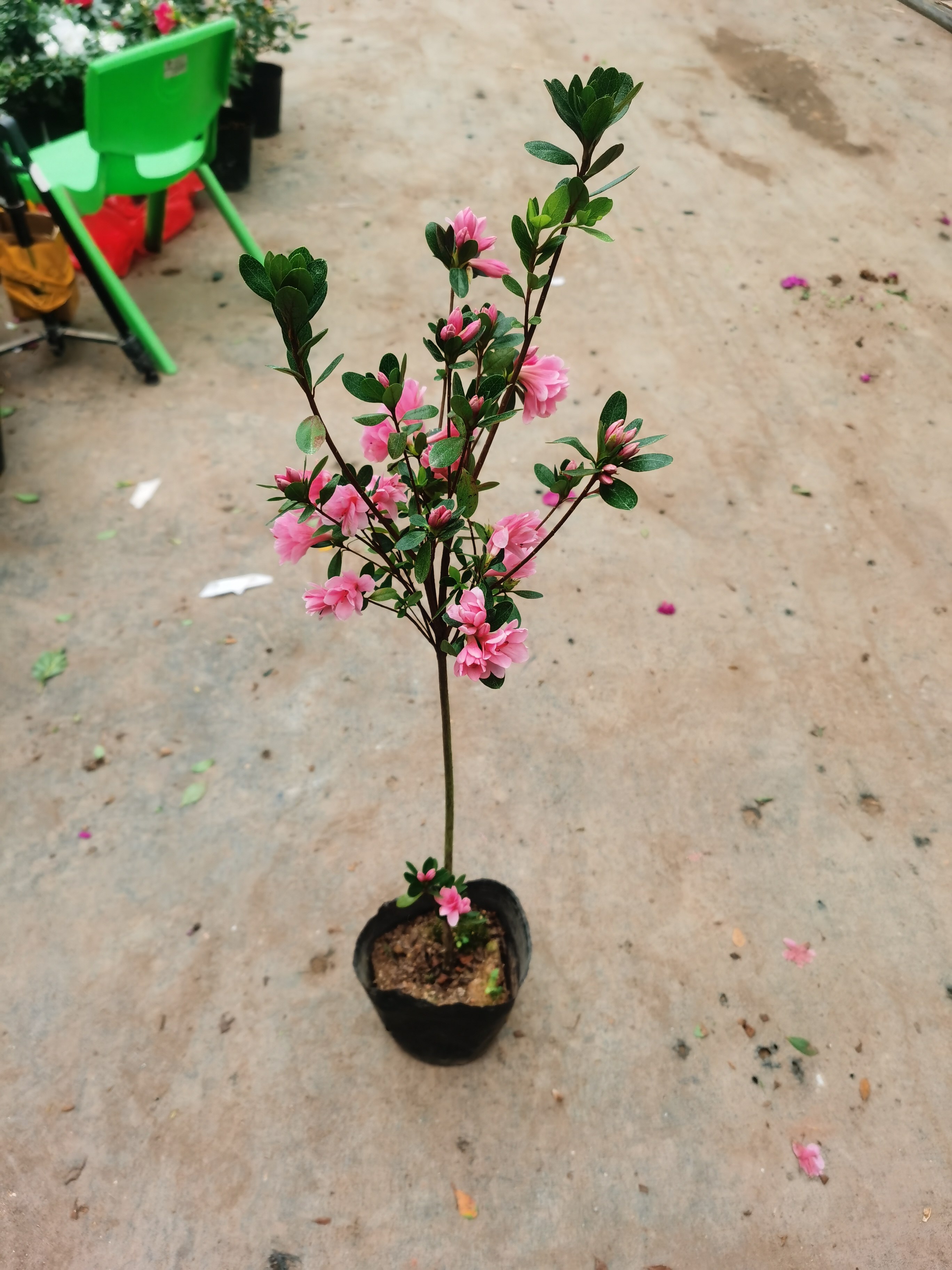 高杆杜鹃花粉腊皮品种独杆杜鹃稀有品种四季盆栽种植花卉庭院室外