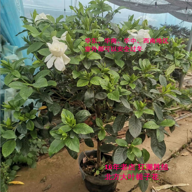 大栀子苗庭院带土球花卉植物耐旱