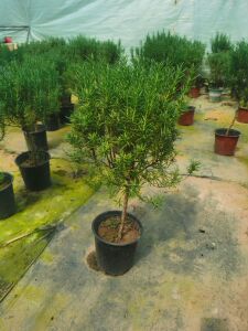 驱蚊驱虫棒棒糖老桩迷迭香盆栽牛排用庭院大苗可食用香草耐寒绿植