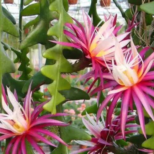 鱼骨令箭昙花盆栽大叶昙花卷叶昙花室内阳台庭院四季常青花卉植物