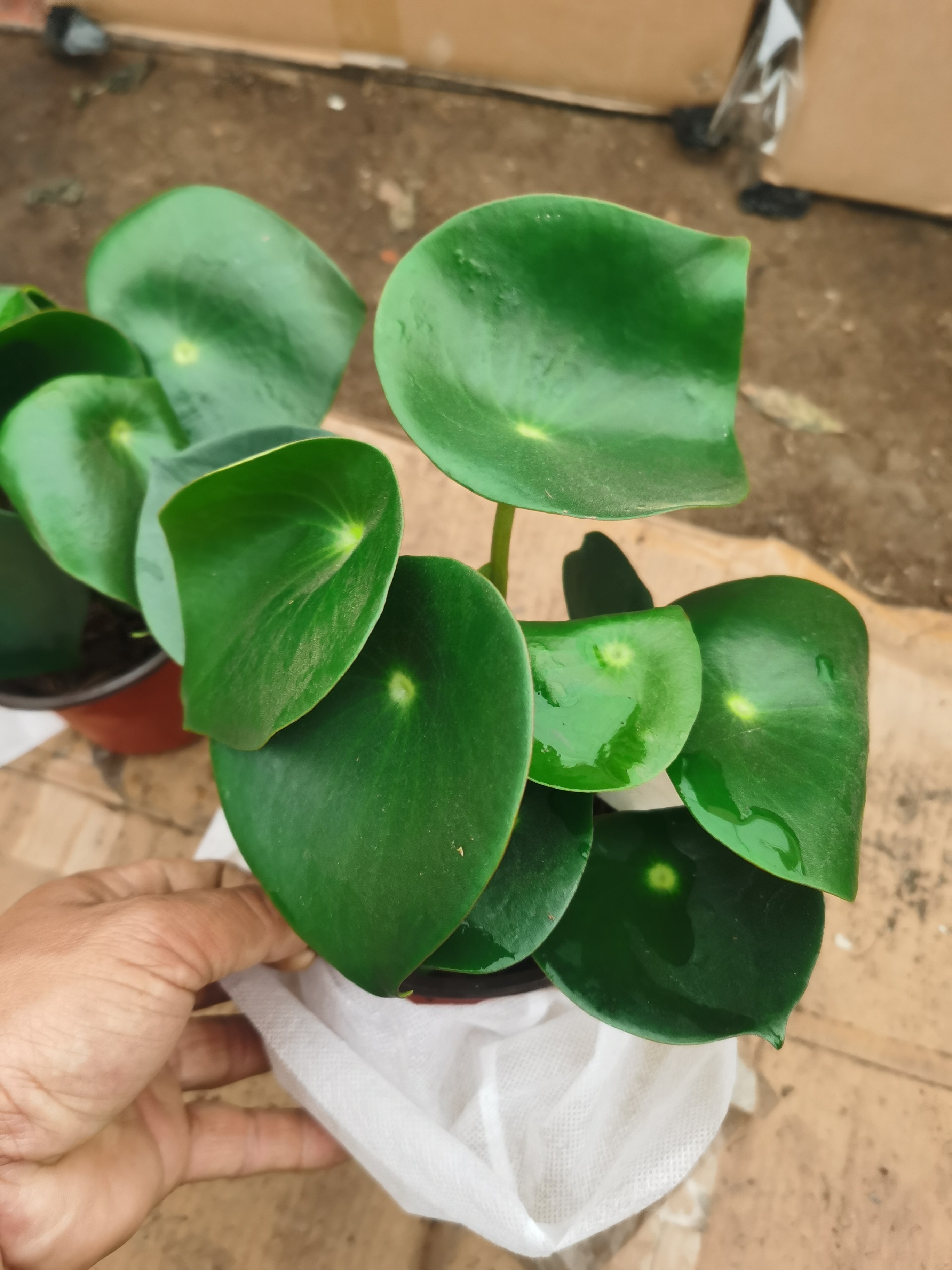 荷叶碧玉椒草盆栽植物室内办公室四季好养吸甲醛花卉绿植镜面草