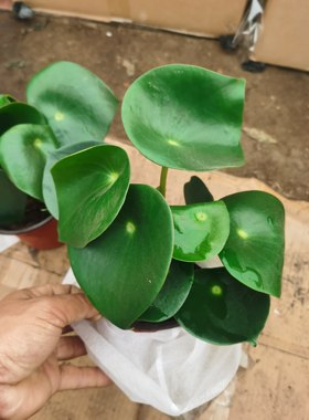 荷叶碧玉椒草盆栽植物室内办公室四季好养吸甲醛花卉绿植镜面草