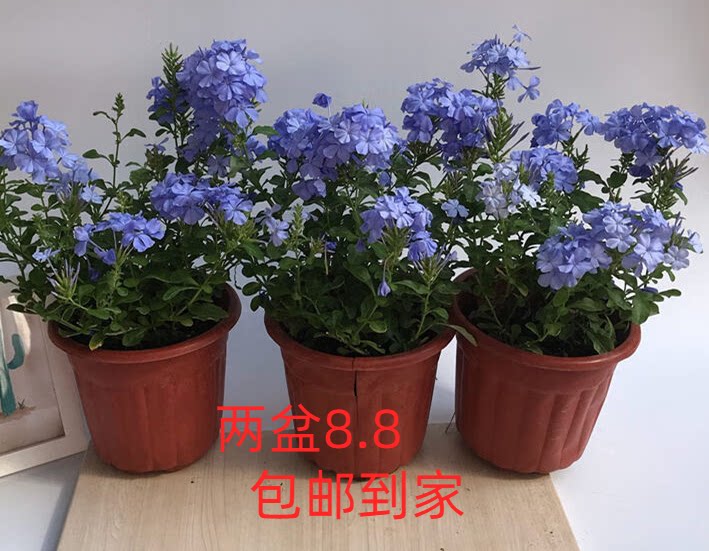 蓝雪花大苗盆栽花卉四季蓝雪花