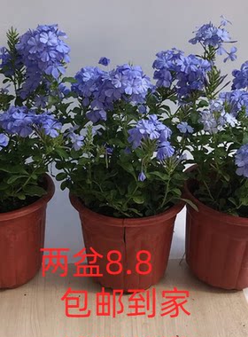 蓝雪花大苗盆栽花卉四季蓝雪花