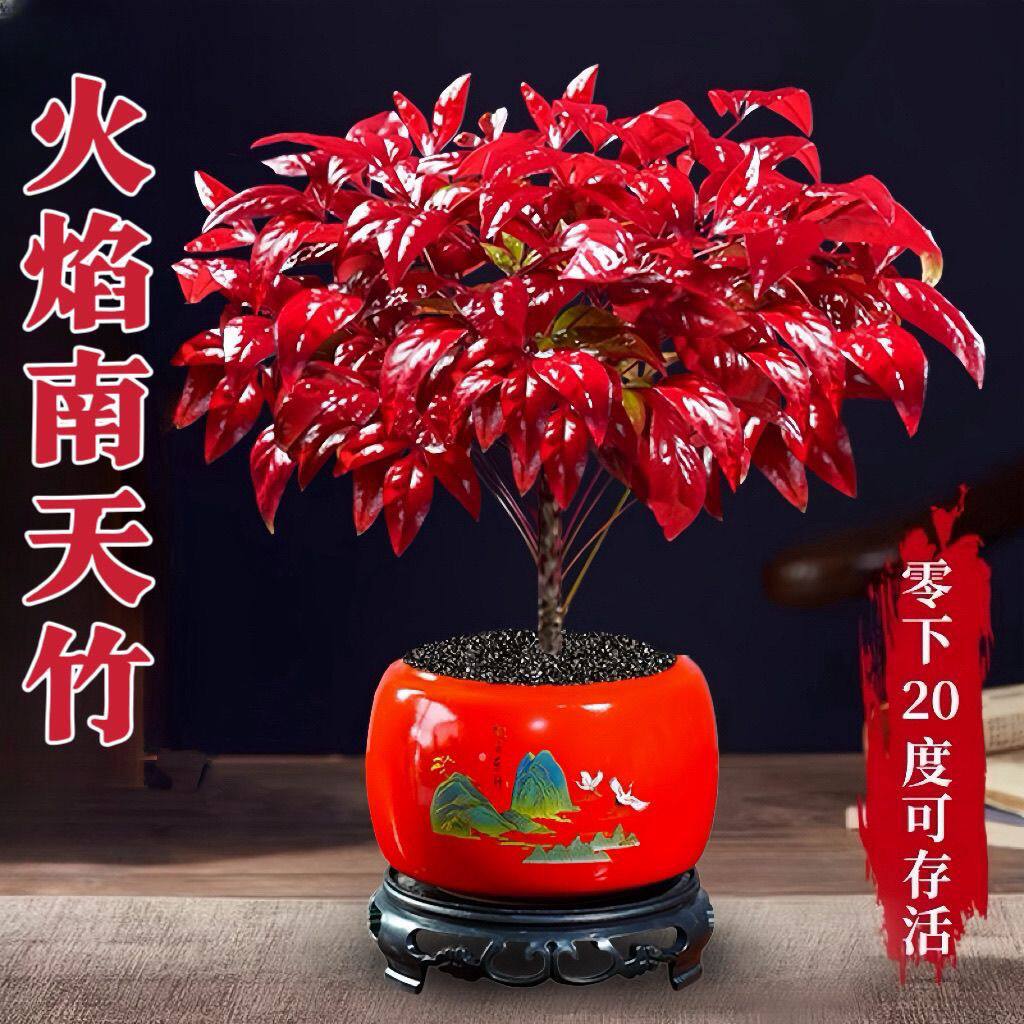 火焰南天竹盆栽年宵花桌面绿植新年植物好养活耐寒办公室桌面摆件