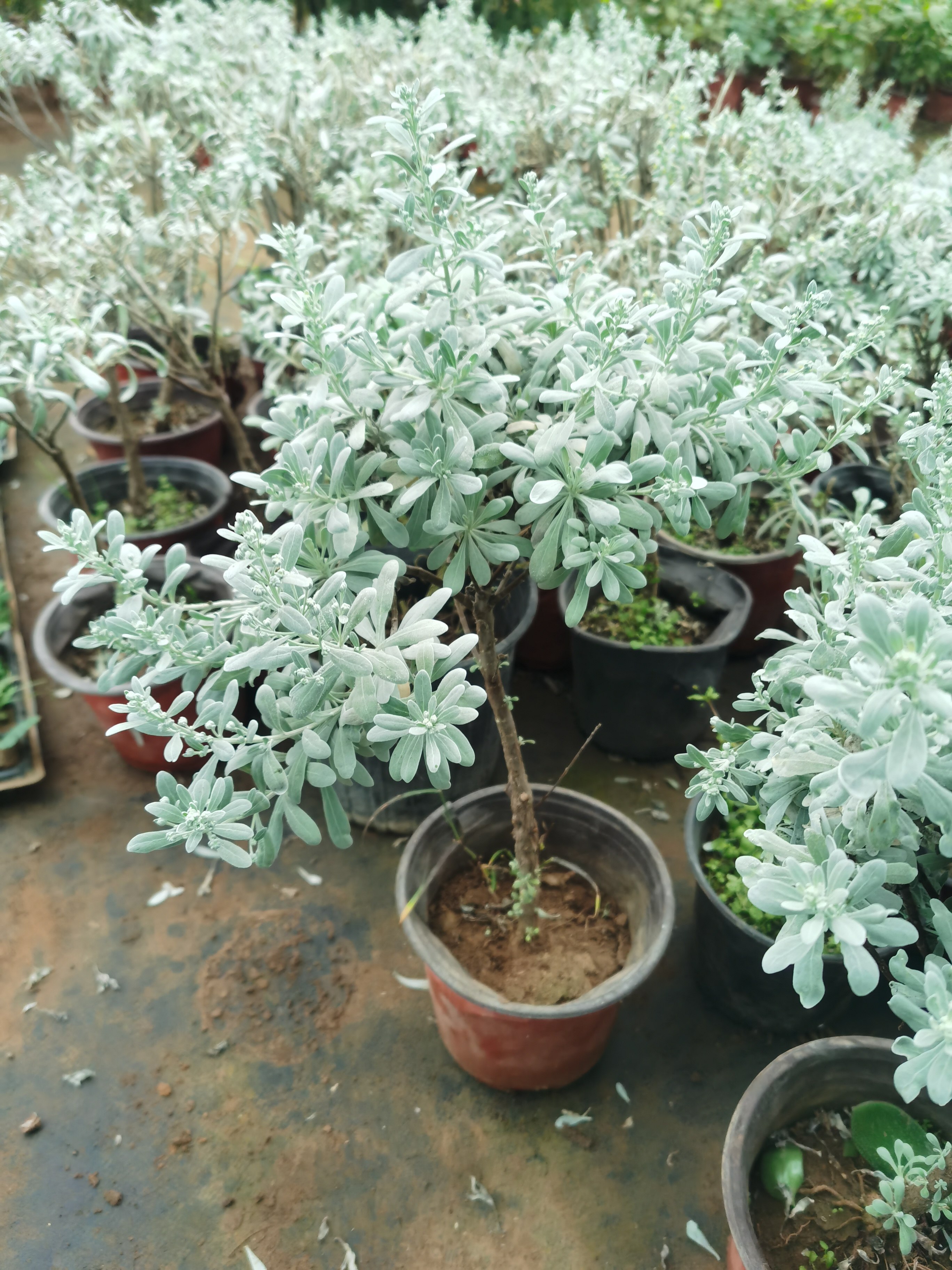 独杆雪艾芙蓉菊老桩食用盆景盆栽室内室外花卉绿植净空气美化环境