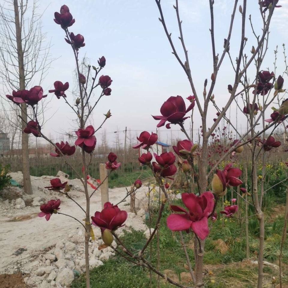 正宗黑美人玉兰花盆栽带花苞室外庭院高档花卉植物玉兰之王墨玉兰