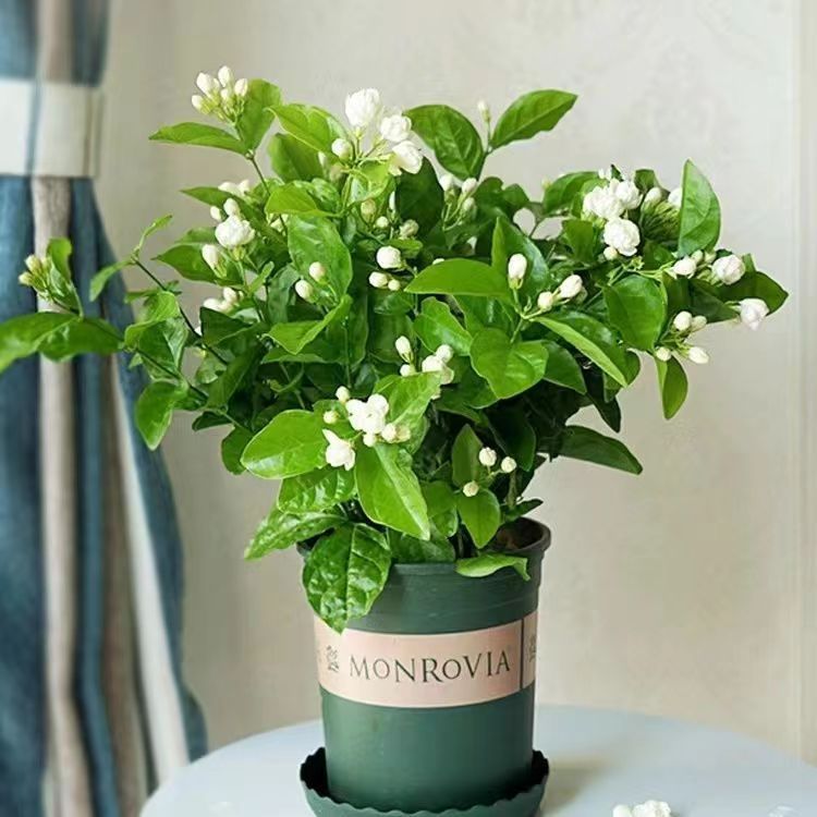 重瓣特级茉莉花浓香型花卉阳台庭院绿植四季好养花期带花苞可食用