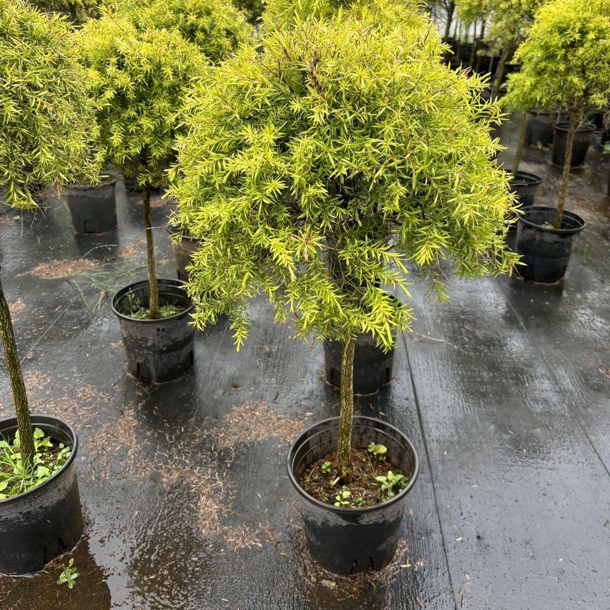 黄金香柳柳芽新鲜烘焙装饰材料户外落地花镜园林植物植物四季常青