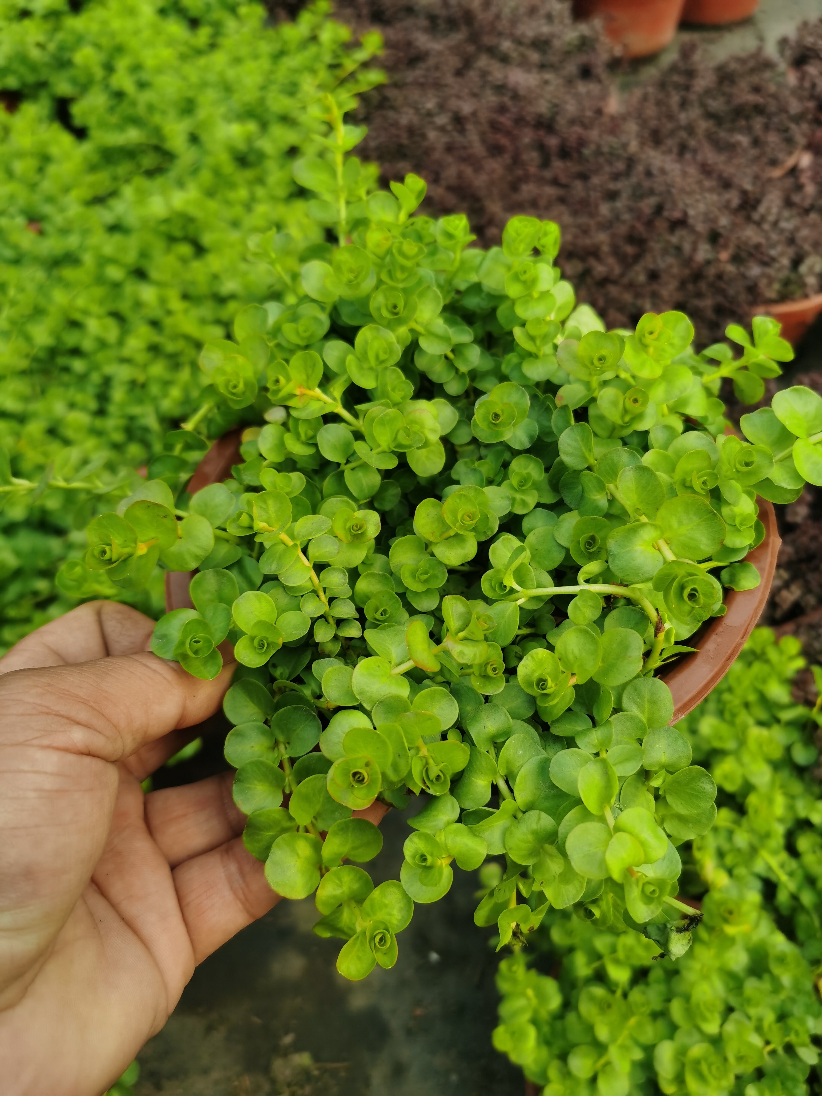 黄金串吊兰金叶过路黄垂钓植物沼泽挺水植物四季青地被苗观叶植物