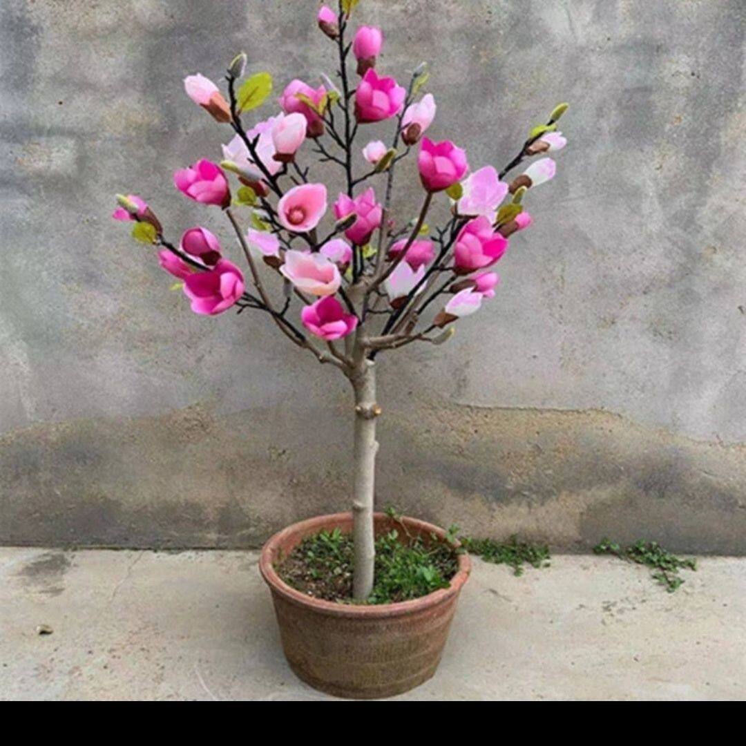 带花苞盆景矮化玉兰花盆栽树苗嫁接当年开花紫玉兰耐寒四季室内
